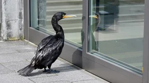 Allemagne : blessé, un cormoran vient frapper à la porte des urgences pour être secouru
