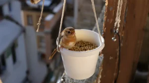 Arrêtez de jeter ce petit pot en plastique : il devient la mangeoire préférée des oiseaux cet hiver