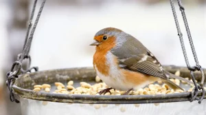 Attention, vos oiseaux sont en danger : pourquoi glisser un savon dans une chaussette peut les sauver