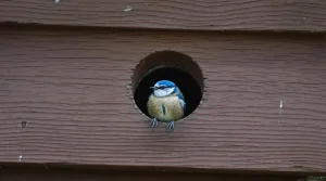 Avant le printemps, les ménages britanniques installent cet accessoire en bois au jardin pour sauver les oiseaux du froid