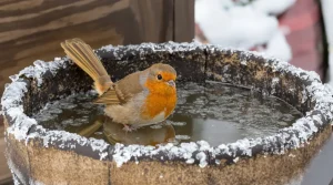 Ces 7 oiseaux feront halte dans vos jardins en février si vous savez vraiment les attirer