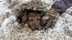 Coincée dans un terrier de blaireau pendant une battue, une chienne de chasse sauvée in extremis