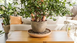 Comment faire revivre un arbre de jade pour qu'il retrouve santé, vigueur et un feuillage éclatant