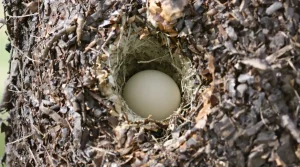 Comment reconnaître facilement un nid et des œufs de rouge-gorge ?