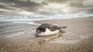 De nombreux oiseaux marins retrouvés morts ou agonisants sur la façade Atlantique : une hécatombe inquiétante
