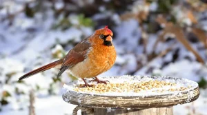 En Angleterre, ils nourrissent les oiseaux autrement : pourquoi cette méthode marche vraiment mieux