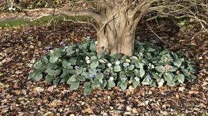 Jardiniers : cette vivace d’ombre méconnue illumine l’hiver, nourrit les abeilles et étouffe les mauvaises herbes