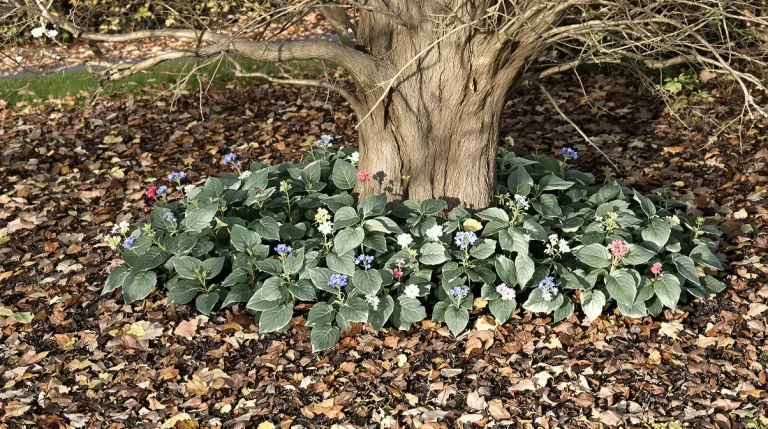 Jardiniers : cette vivace d’ombre méconnue illumine l’hiver, nourrit les abeilles et étouffe les mauvaises herbes