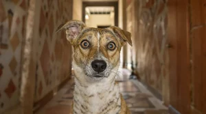 « Je n’ai jamais vu ça, c’est immonde » : des dizaines de chiens abandonnés découverts dans une maison en Haute-Loire