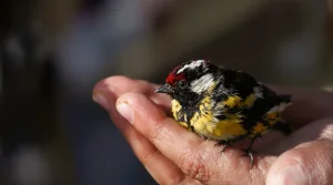 « Jusqu'à 1.000 euros pièce » : 19 chardonnerets soignés au refuge de Valleroy après leur interception par les douanes