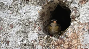 Le bruit perturbe fortement les oiseaux et ruine leur reproduction, confirme une nouvelle étude