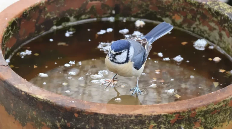 Les anciens le faisaient chaque hiver : ce petit récipient qui fait revenir les oiseaux dans votre jardin très vite