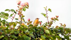 Les oiseaux les choisissent toujours : ces 2 rosiers boostent vraiment la biodiversité au jardin
