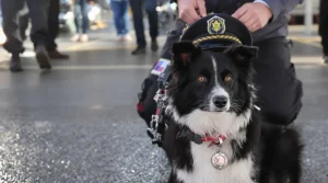 Lors d'une cérémonie traditionnelle, ce chien pompier reçoit une distinction rare en Lot-et-Garonne