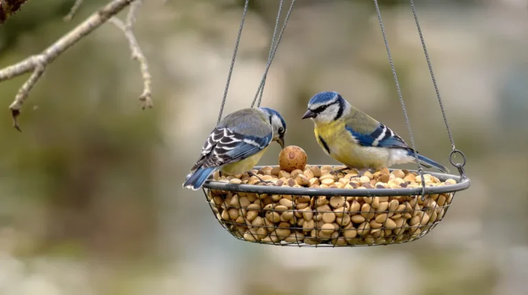 Mésanges : avec la douceur de février, arrêtez tout de suite de leur donner cet aliment