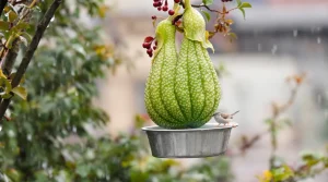 Mésanges en détresse : ce geste anodin au jardin qui les tue à petit feu dès qu’il pleut