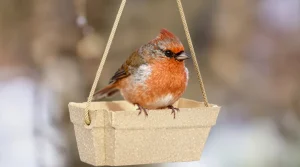 Ne jetez plus vos vieilles boîtes d’œufs : utilisez-les au jardin pour attirer les oiseaux tout l’hiver