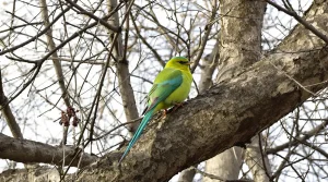 Perruches vertes : d'où viennent ces oiseaux exotiques qui ont colonisé Paris et toute l'Île-de-France ?