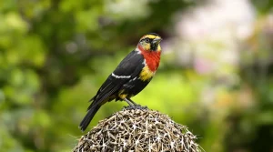 Quelle est la signification de la présence du chardonneret élégant dans mon jardin ?
