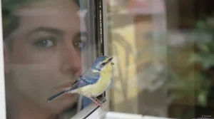 Quelle est la véritable signification de la présence de mésanges dans mon jardin ?