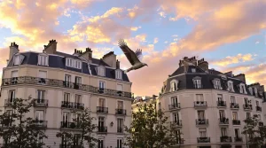 Rare en ville hier, désormais fréquent : cet oiseau majestueux s’installe hors des campagnes et offre un magnifique spectacle aux citadins