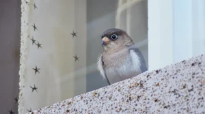 Relâché dans la forêt par ses maîtres, cet écureuil revient chaque matin à la fenêtre jouer avec son amie chienne