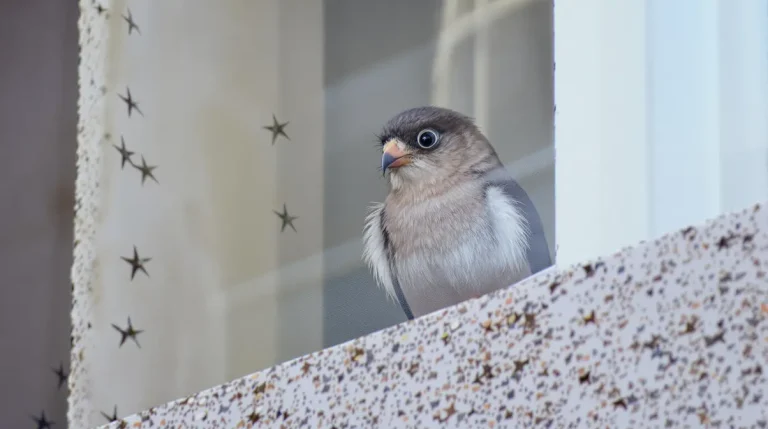 Relâché dans la forêt par ses maîtres, cet écureuil revient chaque matin à la fenêtre jouer avec son amie chienne