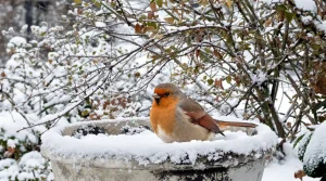 Rouges-gorges : ces deux aliments tout simples au jardin cet hiver les font revenir encore et encore chez vous
