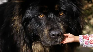 Salon de l'Agriculture : ce Dogue du Tibet mayennais sacré champion de France vise désormais le Concours général agricole