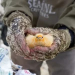 Tempête Nils : « 8 000 macareux moines retrouvés morts ou affaiblis sur le littoral atlantique », alerte la Ligue