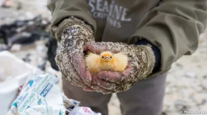 Tempête Nils : « 8 000 macareux moines retrouvés morts ou affaiblis sur le littoral atlantique », alerte la Ligue