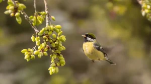 Top 8 des oiseaux qui vous aident vraiment à lutter contre les chenilles processionnaires au jardin