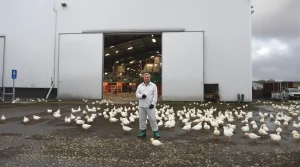 Un foyer de grippe aviaire détecté dans un élevage de canards en Bretagne, l’alerte est donnée