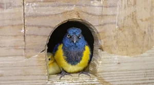 Votre nichoir reste vide ? Ces 12 oiseaux de jardin l’adorent si vous choisissez enfin le bon modèle