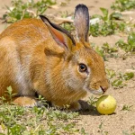 9 anecdotes fascinantes sur la huppe fasciée, prédatrice implacable des chenilles processionnaires