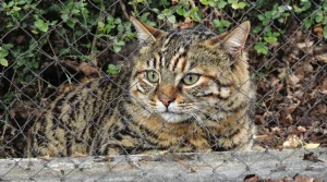 9 astuces infaillibles pour protéger les nids d'oiseaux du jardin des chats de passage