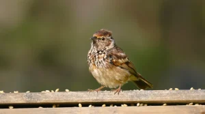 Biodiversité en danger : cet oiseau qu’on s’apprête à chasser peut encore être sauvé chez vous