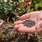 Cette sublime fleur à semer en mars régale oiseaux et abeilles dans votre jardin