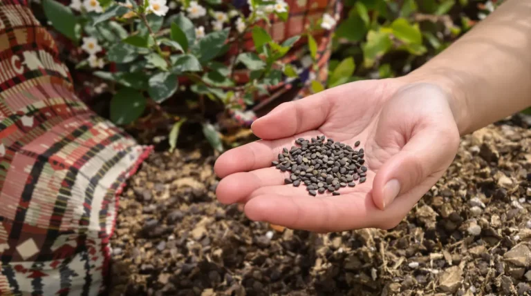 Cette sublime fleur à semer en mars régale oiseaux et abeilles dans votre jardin