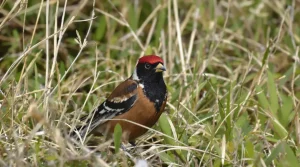 Chardonneret élégant : pourquoi ce joyau coloré disparaît vraiment de nos jardins