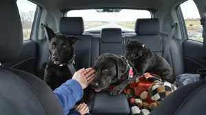 En voyant une chienne et ses 2 chiots sur la route, une automobiliste ressent un besoin irrésistible de faire demi-tour