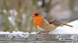 Février au jardin : cette épice à répandre sans tarder sauve vos oiseaux tout l’hiver 2026