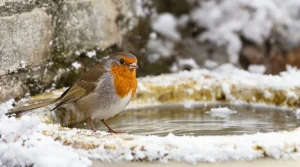 Il attire 5 fois plus d’oiseaux dans votre jardin en période de gel : ce geste simple qui les fait survivre tout l'hiver