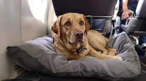 ITA lance cet été des vols dog-friendly pour chiens jusqu’à 30 kg en cabine