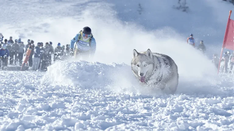 JO 2026 : la propriétaire du chien qui s'est invité sur le ski de fond raconte cette journée où « on a commencé à paniquer »