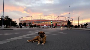 Maroc : derrière la CAN, l’extermination des chiens errants à cinq ans de la Coupe du monde