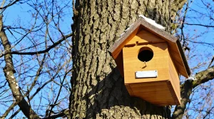 Mésanges : ce petit abri en bois à installer dehors sauve leur vie dès cet hiver