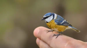 Printemps 2026 : ce geste simple transforme votre jardin en vrai refuge pour les mésanges