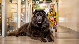 Salon de l&rsquo;Agriculture : ce Dogue du Tibet mayennais, déjà champion de France, est très attendu au Concours général agricole