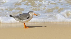 Tempêtes hivernales : une dizaine de macareux moines soignés reprennent enfin leur envol au Pays basque